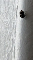 Does anyone know what these are? Pics included.. moved into new flat and they are everywhere..