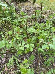 Sorry! Another plant ID
