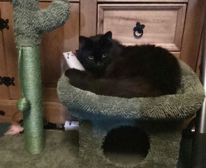 Here is the worlds most beautiful cat
