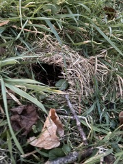 Leg got stuck in a hole in my garden!