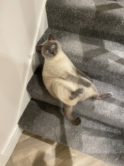 Show me the most unhinged looking photo you have of your cat