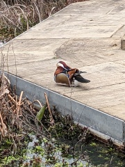 Come and tell us your dull and unexciting news 33: Calmly through the day