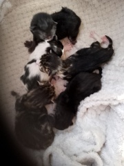 Advice please, Baby cats have arrived!