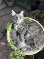 Here is the worlds most beautiful cat