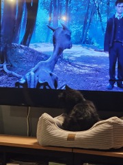 Hymns in Minor Keys & the Russian Easter Overture - the Excellent Cats ignore Culture.....