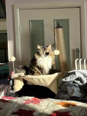 Siberian Cat?
