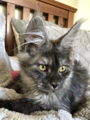 New Addition