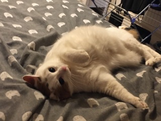 Lap dances, strippers and punch-ups - the Excellent Cats arrange a stag party