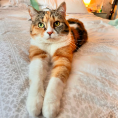 Here is the worlds most beautiful cat