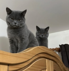 Here is the worlds most beautiful cat
