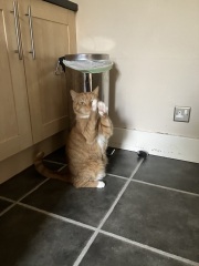 What do your cats do every day that make your heart swell?