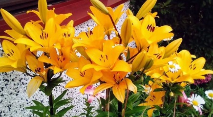 Another plant ID please - with pics