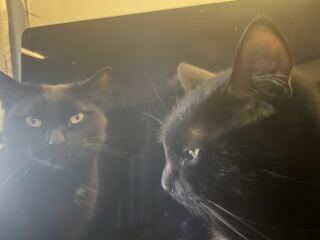 Cats do have different body shapes, don't they??