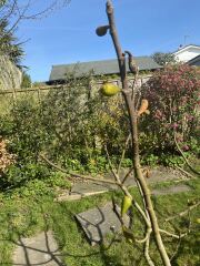Another plant ID - haven’t a clue!