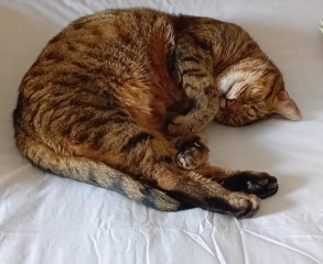 Hymns in Minor Keys & the Russian Easter Overture - the Excellent Cats ignore Culture.....