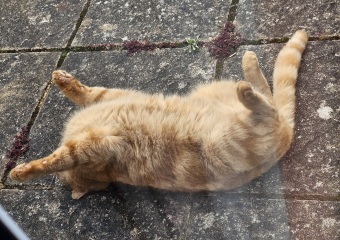 Lap dances, strippers and punch-ups - the Excellent Cats arrange a stag party