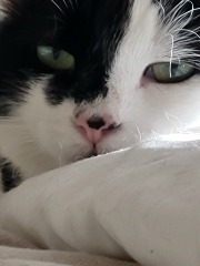Here is the worlds most beautiful cat