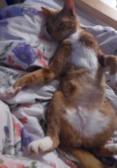 Here is the worlds most beautiful cat