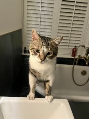 What do your cats do every day that make your heart swell?