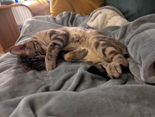 Here is the worlds most beautiful cat