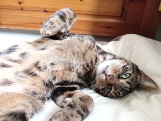 Here is the worlds most beautiful cat