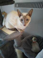 Cat proofing small garden