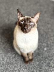 Here is the worlds most beautiful cat