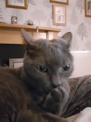 Show me the most unhinged looking photo you have of your cat