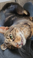 What do your cats do every day that make your heart swell?