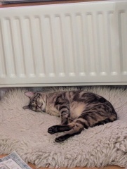 Here is the worlds most beautiful cat
