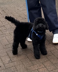 Getting a puppy - cockapoo, maltipoo, poodle?