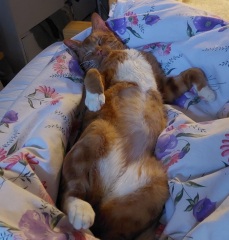 Here is the worlds most beautiful cat