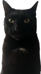 Cats do have different body shapes, don't they??