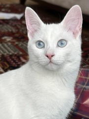 Here is the worlds most beautiful cat