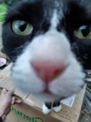 Here is the worlds most beautiful cat