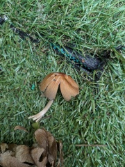 Mushroom identification