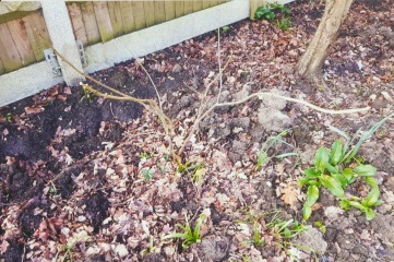Are these lilacs dead, then?