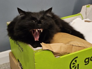 Lap dances, strippers and punch-ups - the Excellent Cats arrange a stag party