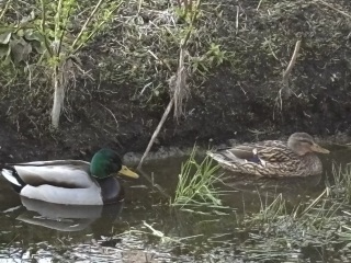 Come and tell us your dull and unexciting news 33: Calmly through the day