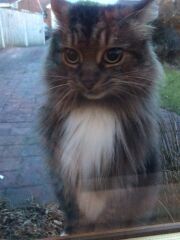 Aggressive cat behaviour - how to handle?