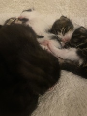 Advice please, Baby cats have arrived!