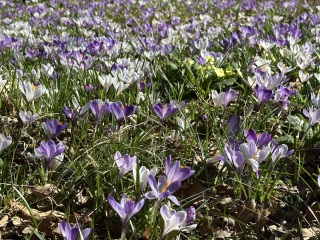 The Year Round Nigel Slater Discussion thread