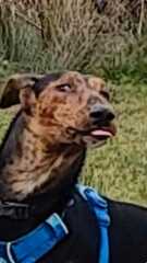 They love a bit of him (Podlife)
