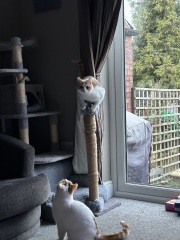 Show me the most unhinged looking photo you have of your cat