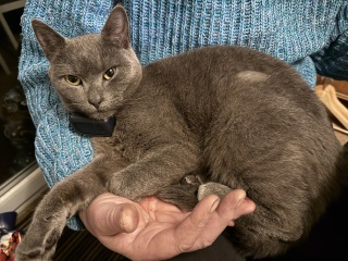 Here is the worlds most beautiful cat