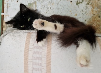 Siberian Cat?
