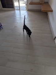 Hymns in Minor Keys & the Russian Easter Overture - the Excellent Cats ignore Culture.....