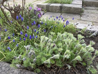 Yet another plant ID - but with excellent photo!