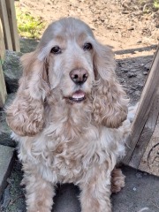 The Year Round Nigel Slater Discussion thread