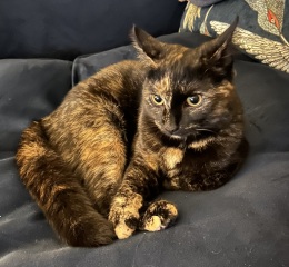 Here is the worlds most beautiful cat
